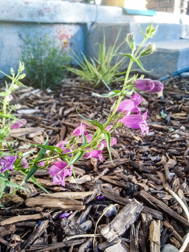 img_20200622_070829630