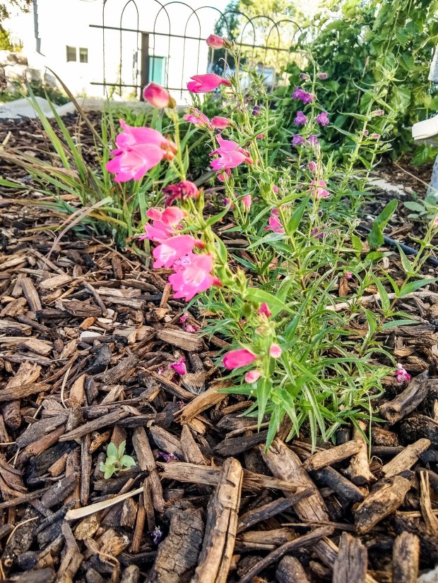 img_20200622_070852943_hdr