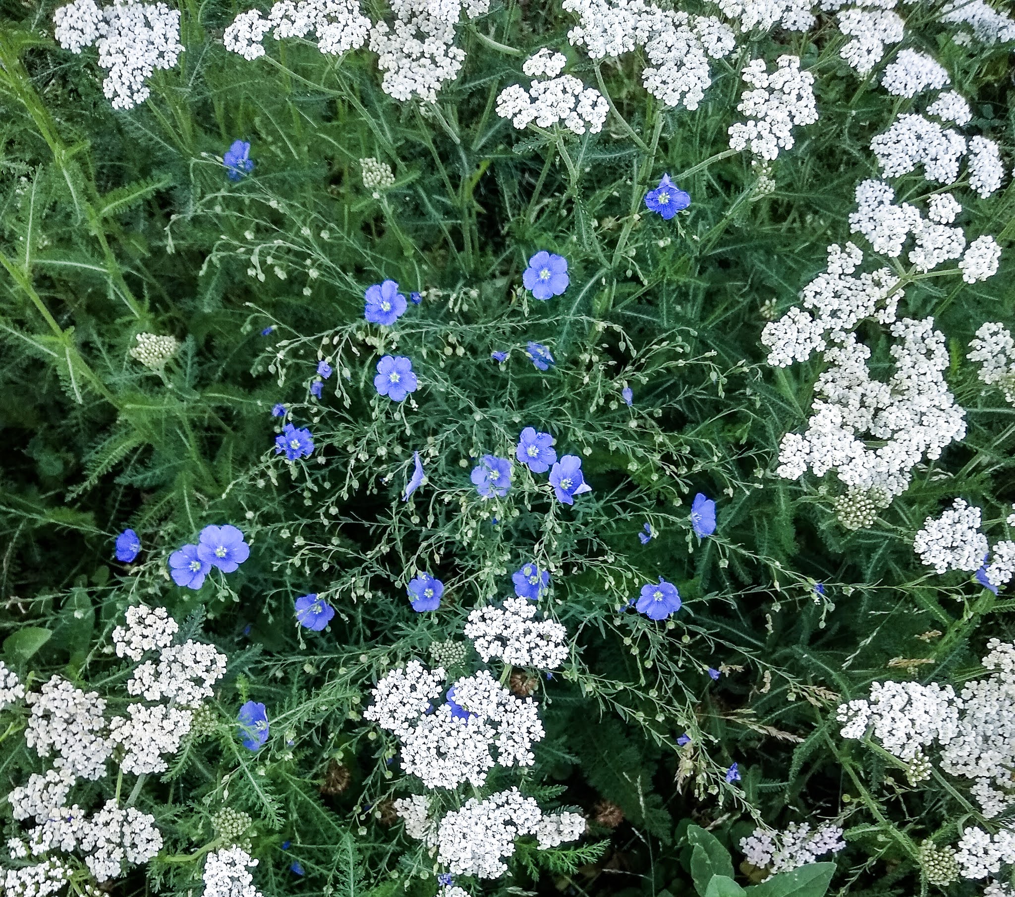 img_20200623_082849735