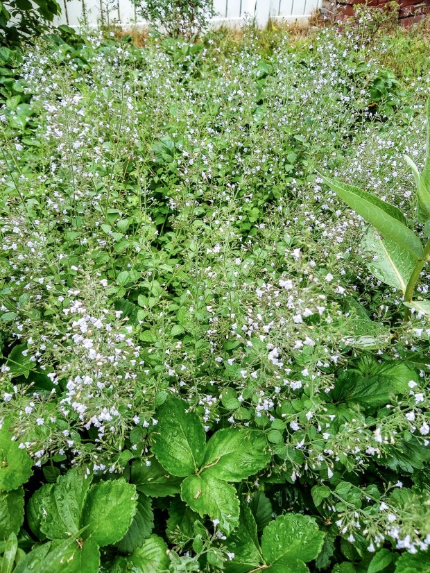 img_20200630_085946513_hdr