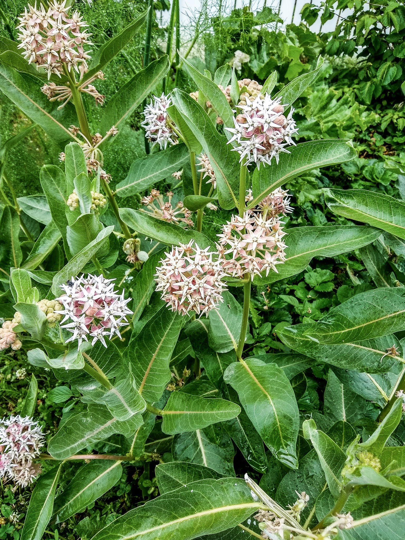 img_20200630_085952494_hdr