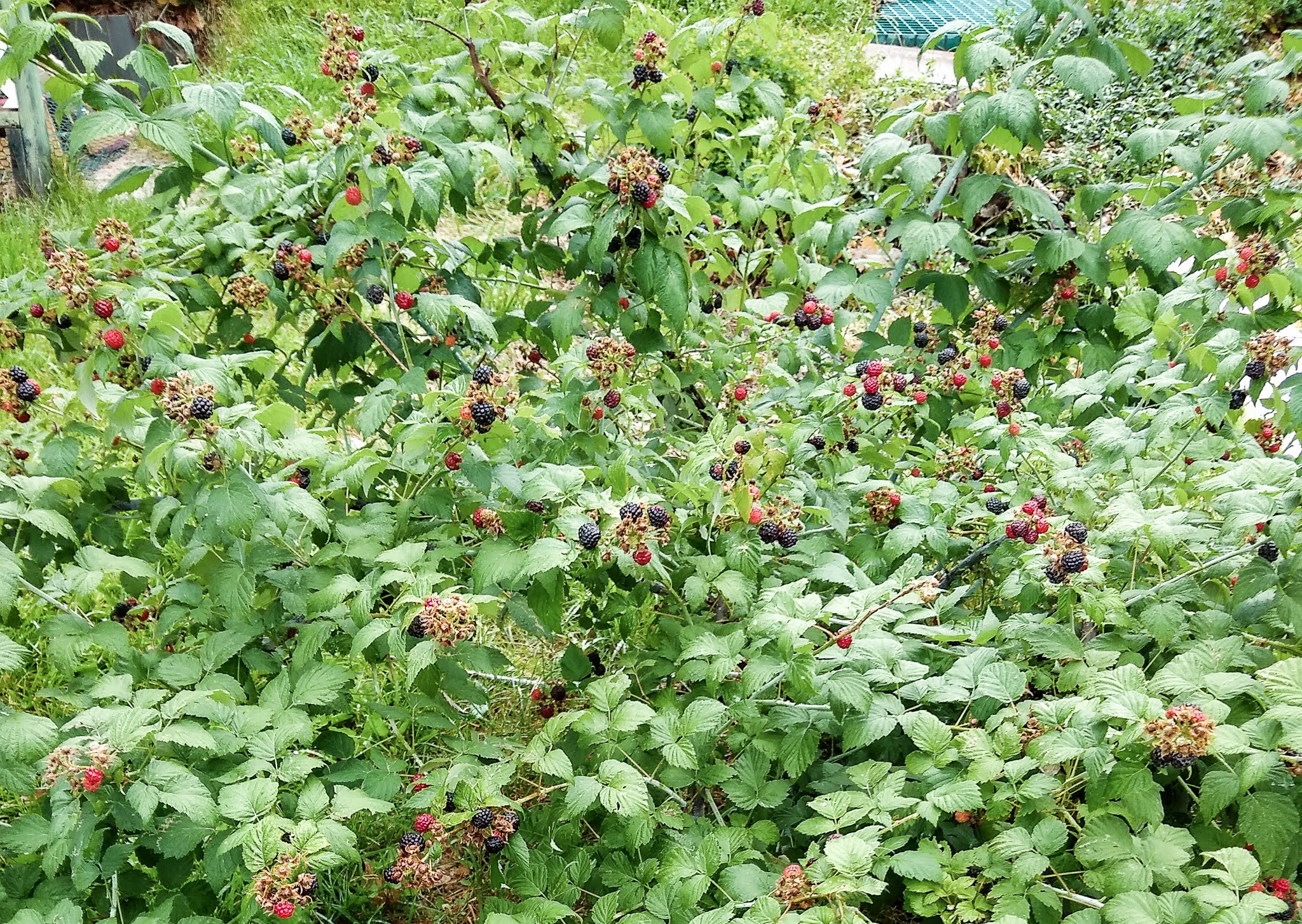 img_20200630_090120769