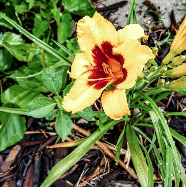 img_20200630_090154251_hdr