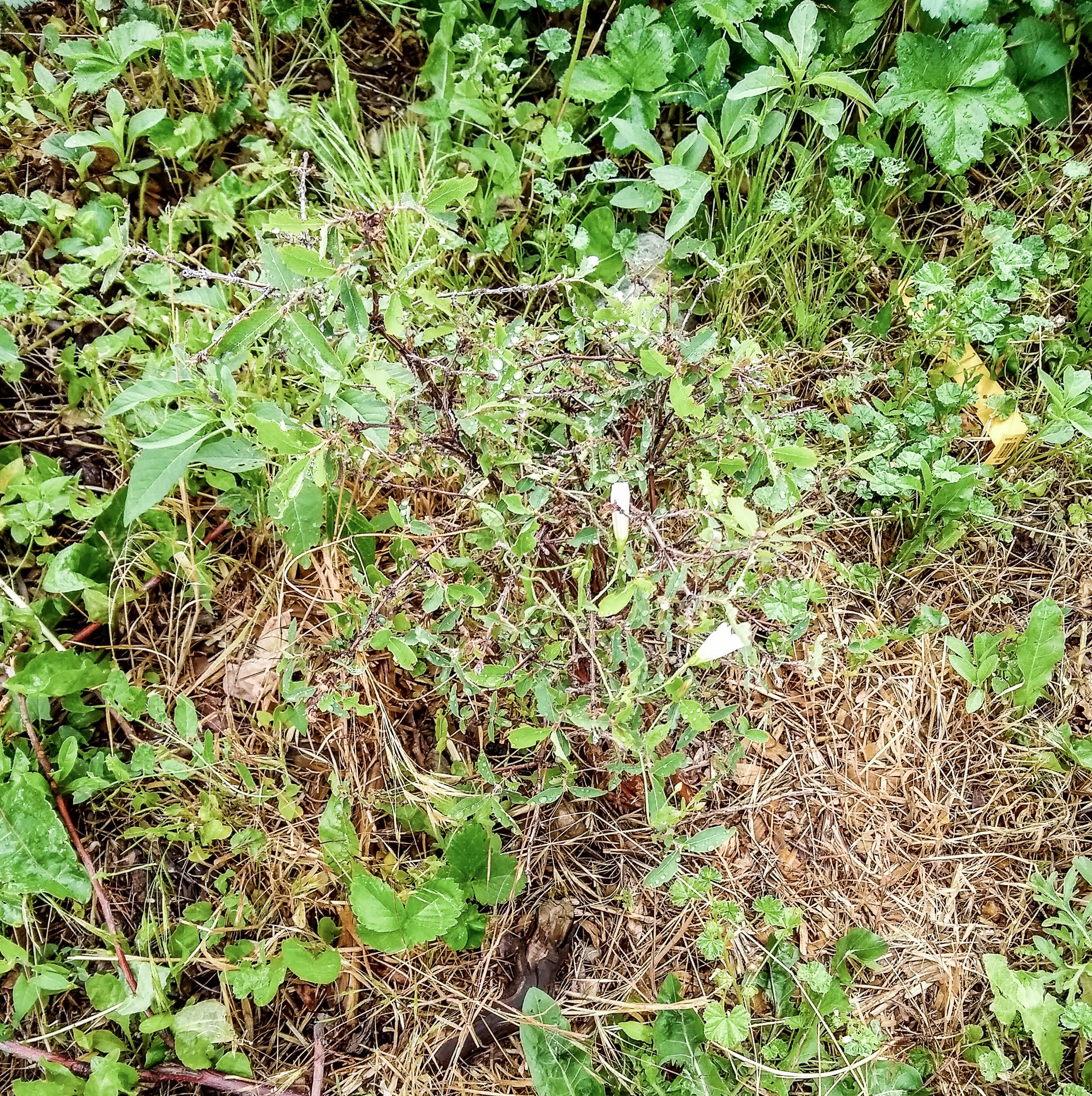 img_20200630_090545202_hdr