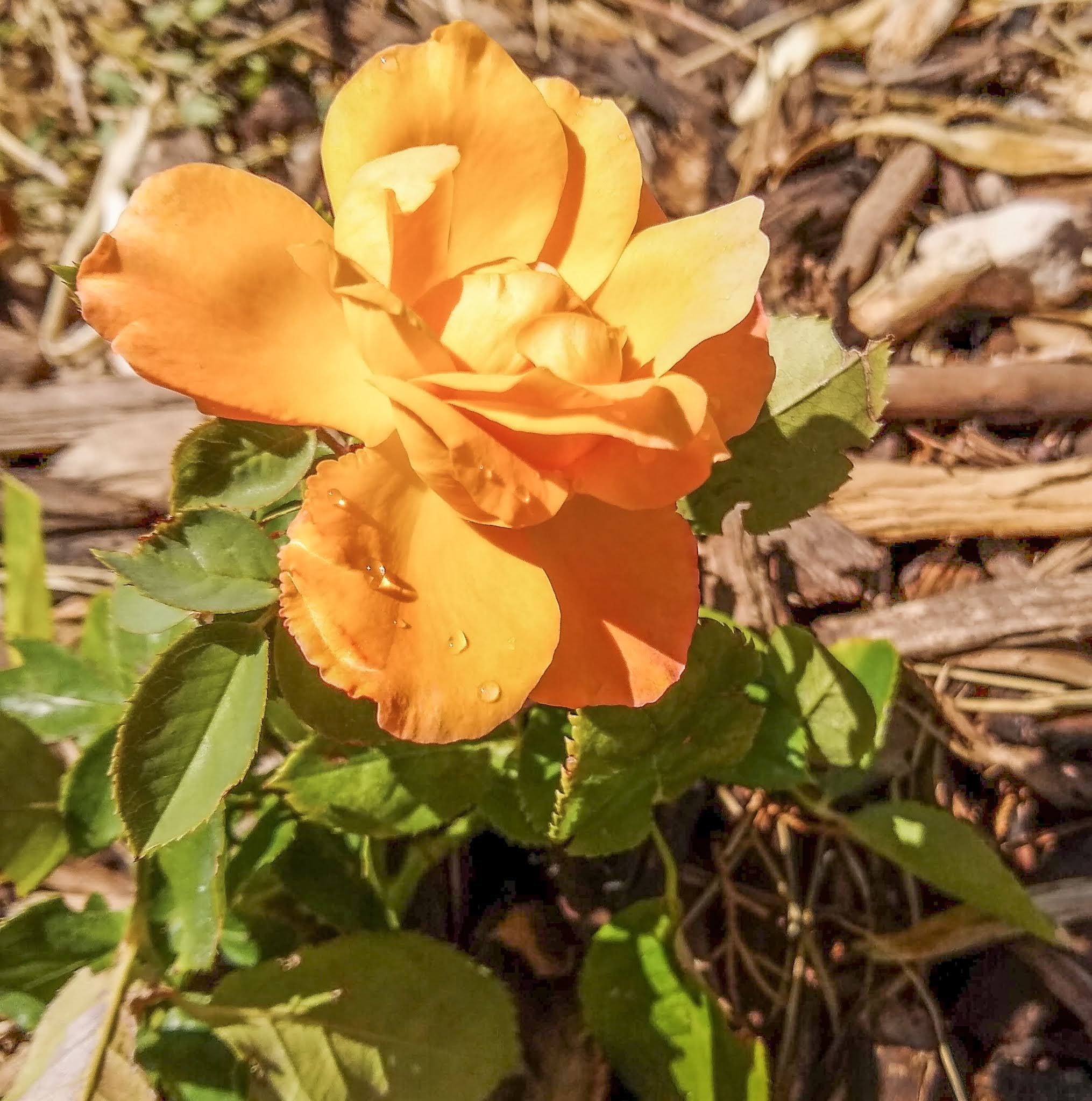 img_20200701_110752170