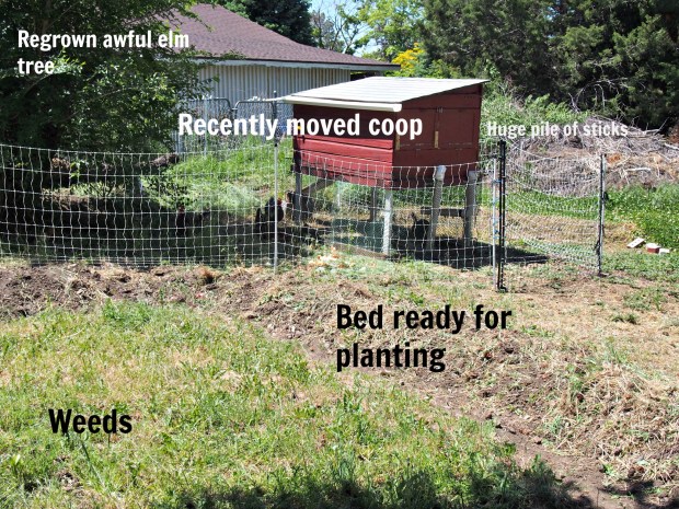 backyard.jpg