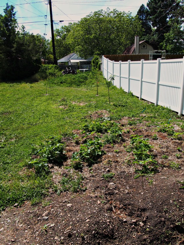 food forest 1.jpg