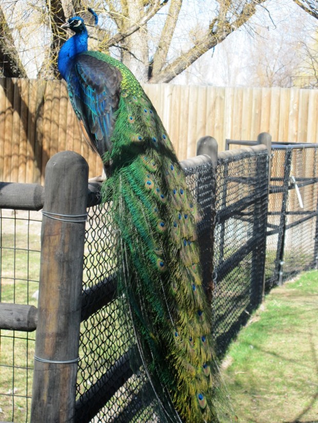 peacock