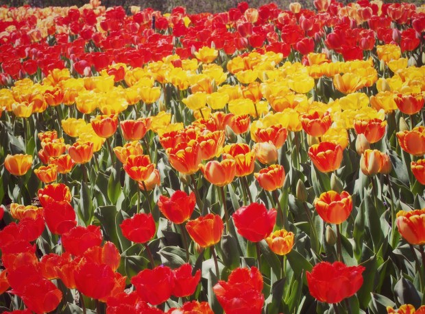 tulips.JPG