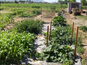 Garden Our garden about a month ago